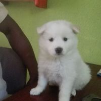 Oboze Osagie's profile image