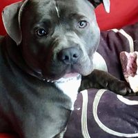 Joyce Bursac's profile image