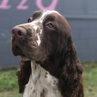 Savannah Ray's profile image