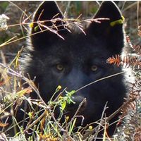 Jac De's profile image