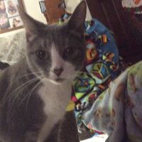Josephine Cunliff's profile image