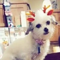 Dana Brower Bailey's profile image