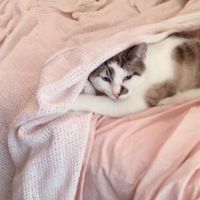 Kay Crawford's profile image