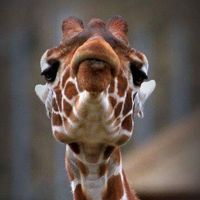 Julia Smith's profile image