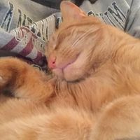 Mary Wingren Dossett's profile image
