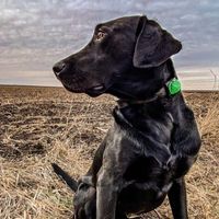 Daryl Hodge's profile image