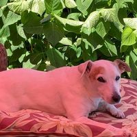 Laura Parker Kannapel's profile image