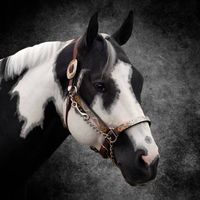 Jeff Perkins's profile image