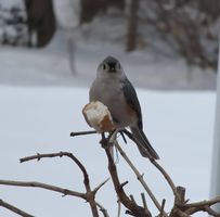 Sue-Ann Mecteau Quirion's profile image