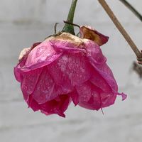 Emily Mosley's profile image