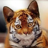Philip Stegemeyer's profile image