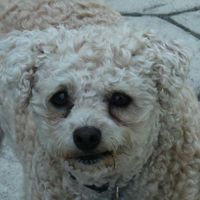 Anne Brienza's profile image