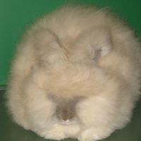 Candy Haenszel's profile image