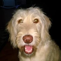 Kirkpatrick Steve VetoVeto's profile image