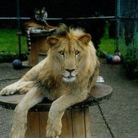 Mike Yonnotti's profile image