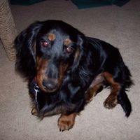 Steve Echols's profile image