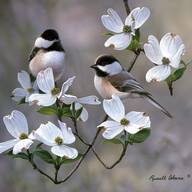 Tammie Bachelder Christopher's profile image