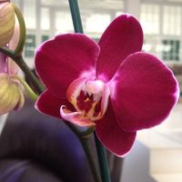 Ivy Vargas's profile image