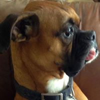 Jim Vogel's profile image