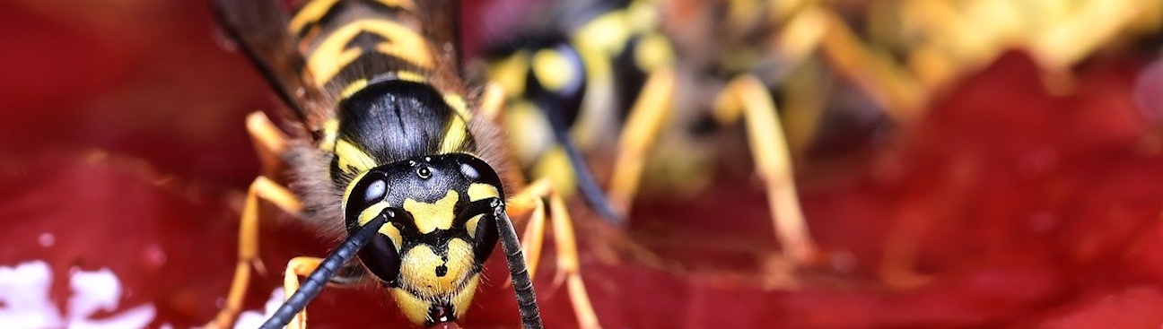 Anglo Scottish Pest Control's cover image