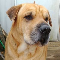 Missy Dutcher's profile image
