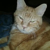 Ferrell Stewart's profile image