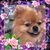 Barbara Hale's profile image