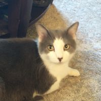 Kelly West-Johnson's profile image