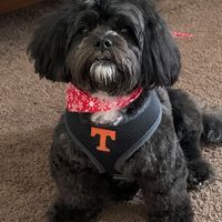 Wayne Henry's profile image