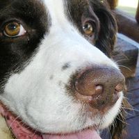 Tracy Pecoraro's profile image