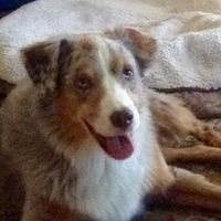 Angie Merrill's profile image