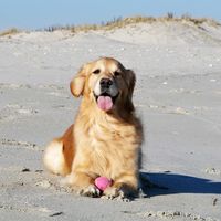 Steven Kohler's profile image