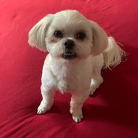 Martha Skrifvars's profile image