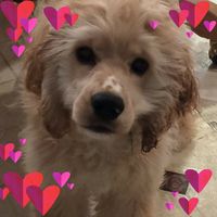 Tonya Morris's profile image