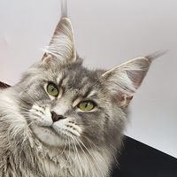 Cindi McPherson Buettner's profile image