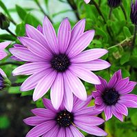 Steph Libby's profile image