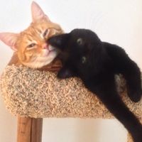 Tia Livingston's profile image