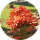virgochick1 avatar