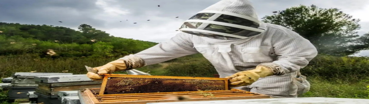 Bee Rangers Perth's cover image
