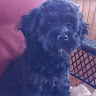 Nielsen's profile image