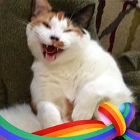 Pat Oceana's profile image