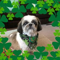 Diane L. Harris's profile image