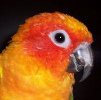David Bahan's profile image