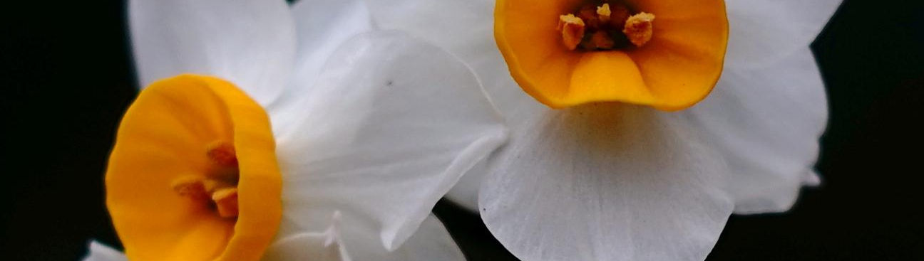 Black Petals Flowers's cover image