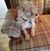 Carol Hartt's profile image