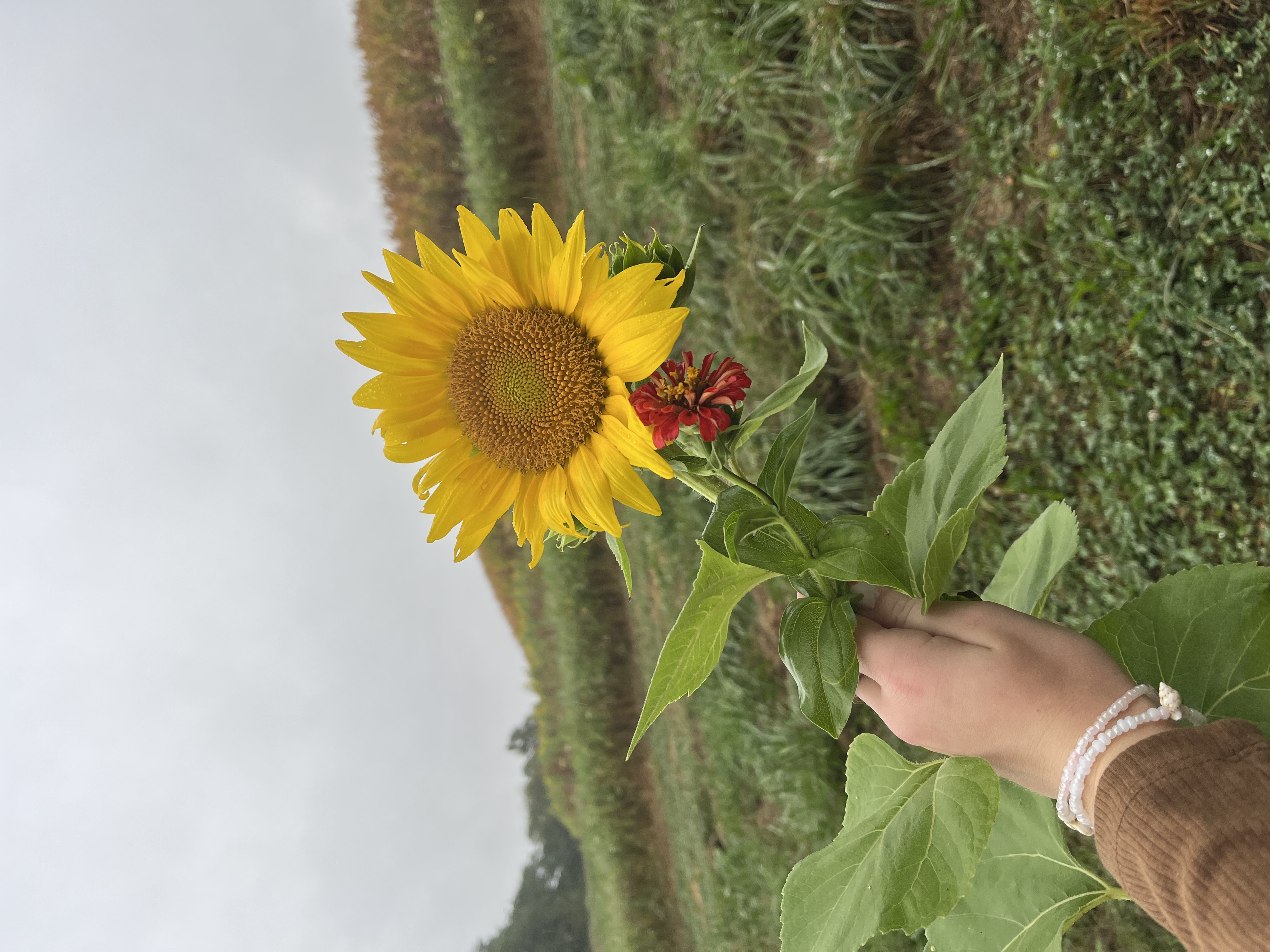 Lydia P.'s post 1
