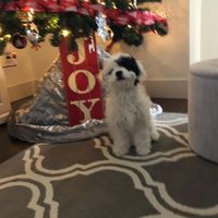 Glenys Turtan's profile image