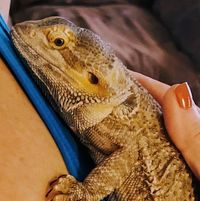 Victoria Kenney's profile image