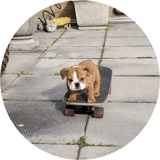 Wilhemina The Bulldog avatar