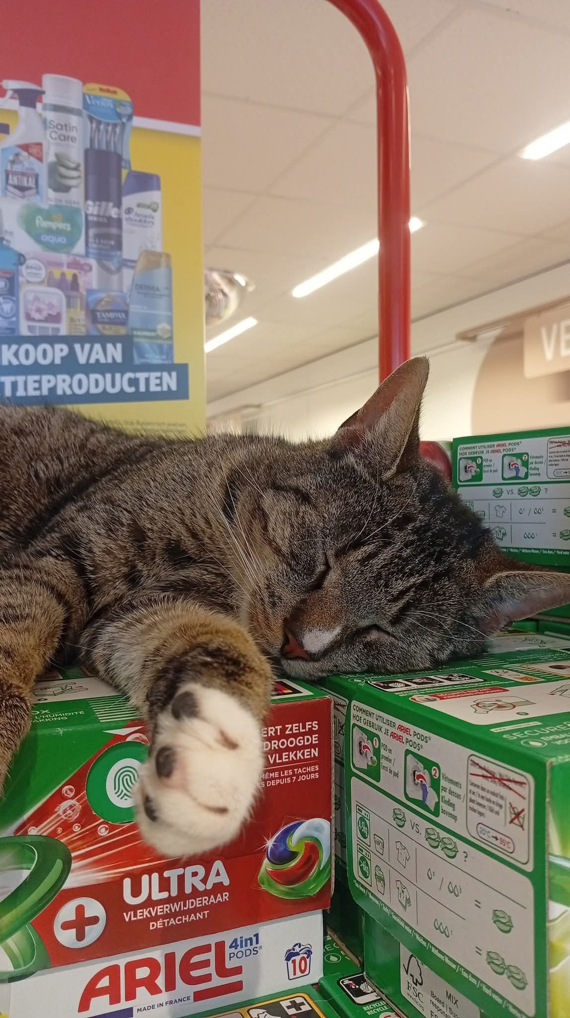 Mariska van D.'s post 1